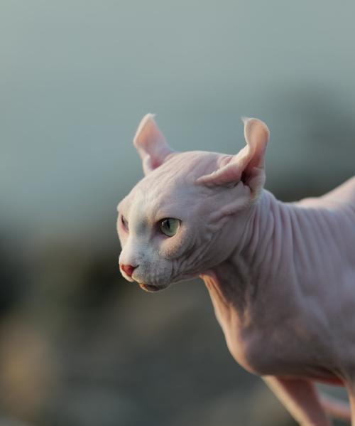 探索加拿大猫品种（加拿大猫品种的特点及饲养需求）