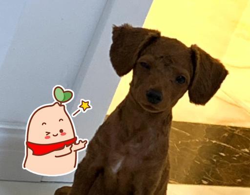 幼犬剃毛的最佳时机（多久可以给幼犬剃毛？最佳时机是什么时候？）