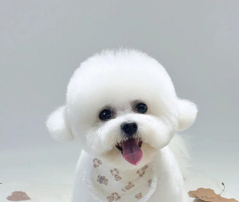 犬种美容的必要性与技巧（探索不同犬种的美容需求，让你的爱犬更加美丽与健康）