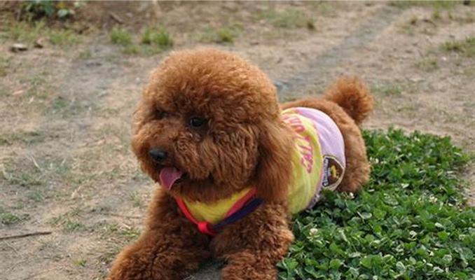 泰迪犬呕吐的原因及解决办法（了解泰迪犬呕吐的常见原因，保持宠物的健康和幸福）
