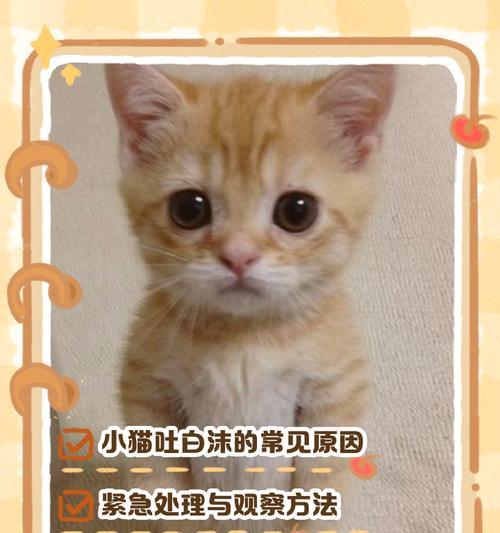 猫咪呕吐白色泡沫的原因及处理方法（了解猫咪呕吐白色泡沫的常见原因，保护它们的健康）