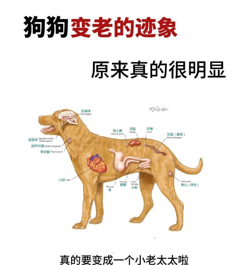 狗狗去世后身体为何会变得僵硬？（探索狗狗死亡后的身体变化与原因，解开“僵硬”谜团）
