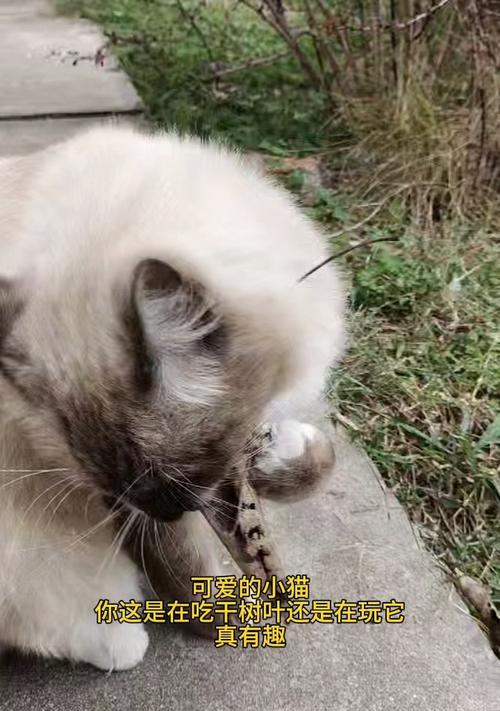 猫的日常草食（探索猫咪喜欢的草种和草的好处）