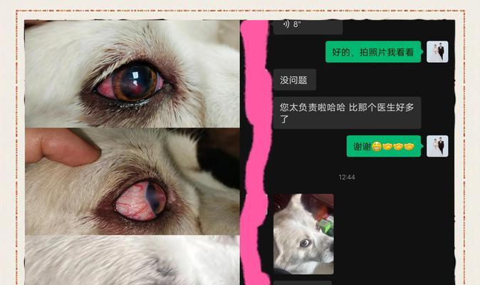 狗狗常见的眼病及预防方法（探寻狗狗眼病的类型和如何保护它们的视力）