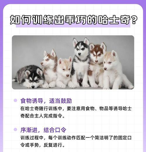 哈士奇宠物驱虫频率及建议（保护宠物健康，科学驱虫是关键）