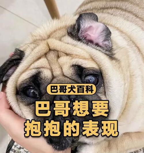 如何训练你的巴哥（掌握巴哥的训练技巧，让你的狗狗健康快乐成长）