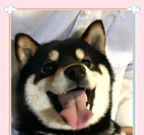 如何轻松分辨柴犬是否纯种？（简单易行的几大方法让你秒变柴犬专家！）