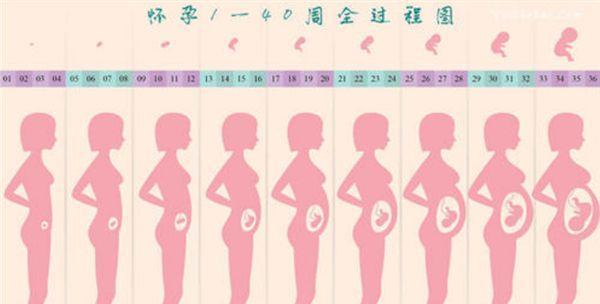 怀孕多久会有显肚子？（了解怀孕初期肚子的变化及关键时间点）