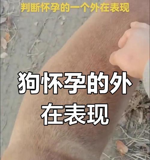 小狗怀孕到生产需要多长时间？（了解小狗的怀孕周期和生产过程）