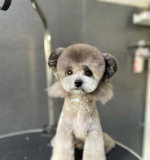 泰迪造型维持时间有多长？（探究泰迪造型的持久度及维持方法）
