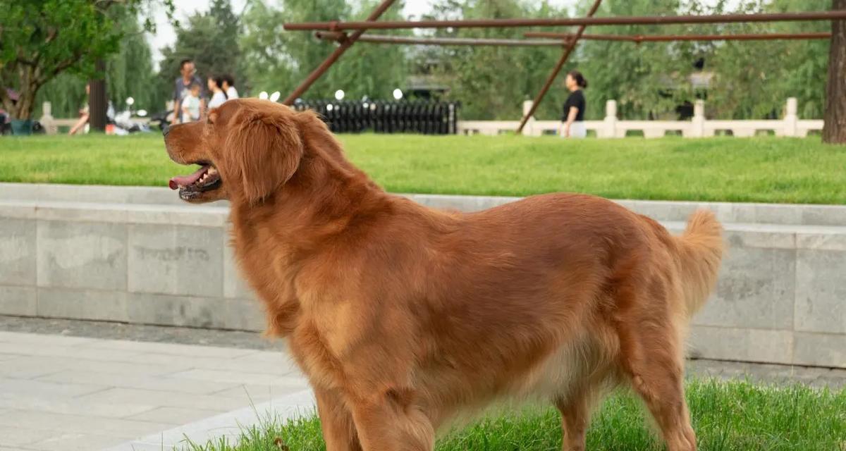 世界上以血统最纯的狗品种（追溯纯种犬的历史和现状）