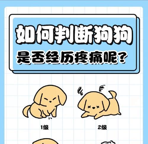 如何帮助无法自行调节情绪的狗狗？（解决疾病、适应环境，带狗狗多出门运动）