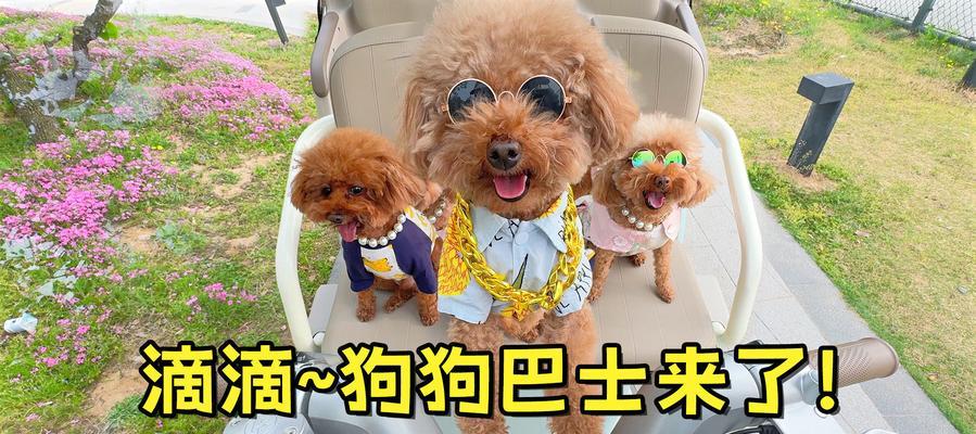 带泰迪狗乘飞机的准备事项（飞行宠物必备清单及注意事项）