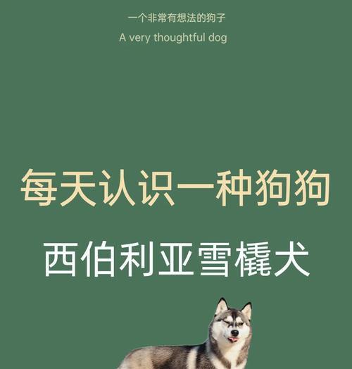 哈士奇价格与拆家称号的背后（了解哈士奇的价格、习性和为何被称为拆家狗）