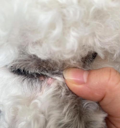 狗狗脑炎（揭秘狗狗脑炎的致命时间限制）