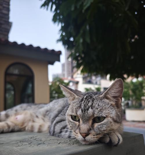 为什么猫咪不喵喵叫？-揭秘猫咪不喵喵叫的原因（探究猫咪不喵喵叫的原因，除了病还有其他可能原因！）
