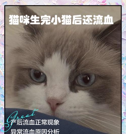 猫咪生小猫需要等多久才能洗澡？（探究猫咪生产后洗澡的最佳时机）