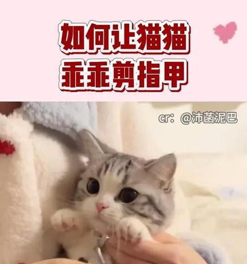 猫咪指甲修剪的频率与方法（了解猫咪指甲修剪的最佳时间和技巧，让你的猫咪保持健康和舒适）