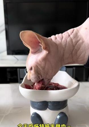 猫的饮食需求（了解猫咪饮食的变化，为它提供适当的食物）