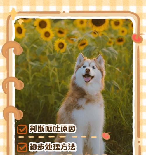狗狗进食后的消化速度究竟有多快？（从饭后到消化完成，揭秘狗狗消化过程的奥秘）