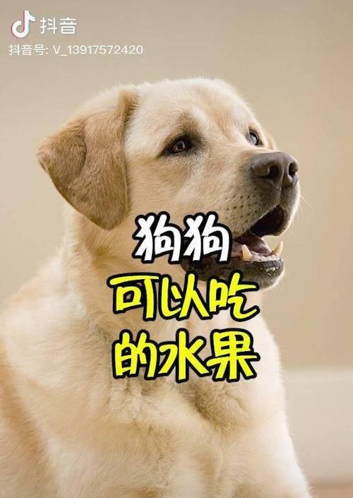 拉布拉多的健康之选（选择适宜的水果，让你的拉布拉多更加健康）