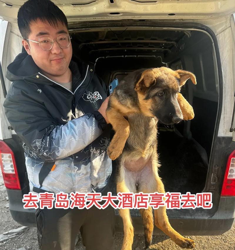 德牧生小狗的间隔时长有何要求？（了解德牧生小狗间隔时长的重要性与注意事项）