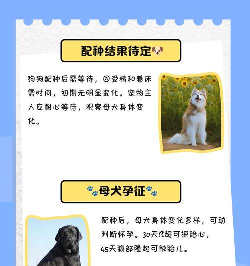 狗狗配种后多久打黄体酮才合适？（黄体酮在狗狗配种中的作用及最佳使用时间）
