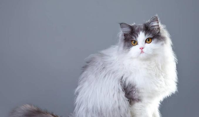 探索猫的品种世界（了解各类猫的特点及饲养要点）