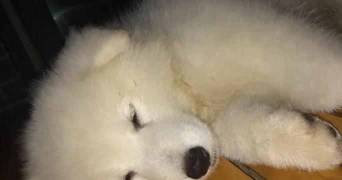 狗狗发出咔咔声，主人别轻视！（咔咔声的原因及其重要性）