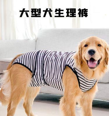 金毛犬的生理周期（金毛犬月经期特征、周期长短及繁殖能力的影响因素）