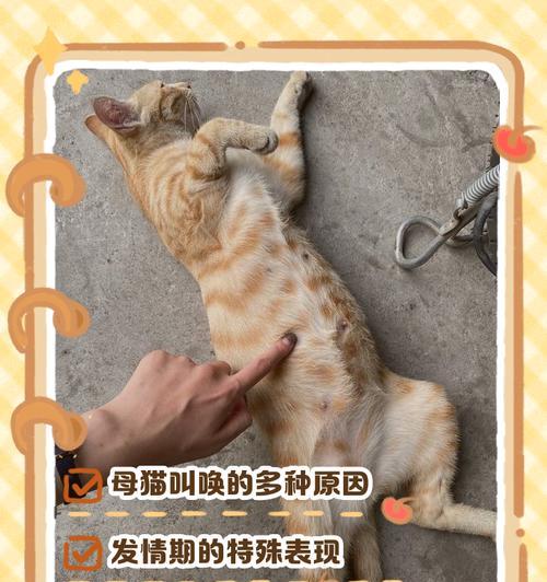 猫咪一直叫的原因及解决办法（探究猫咪不停叫的原因，为你提供解决烦恼的办法）