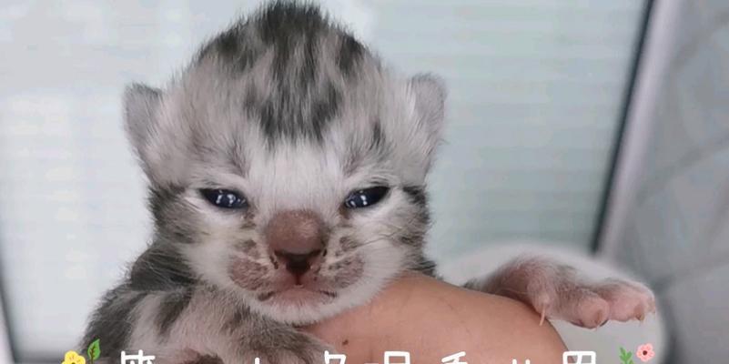 新生猫何时睁眼？（新生猫眼睛睁开的时间及相关信息）