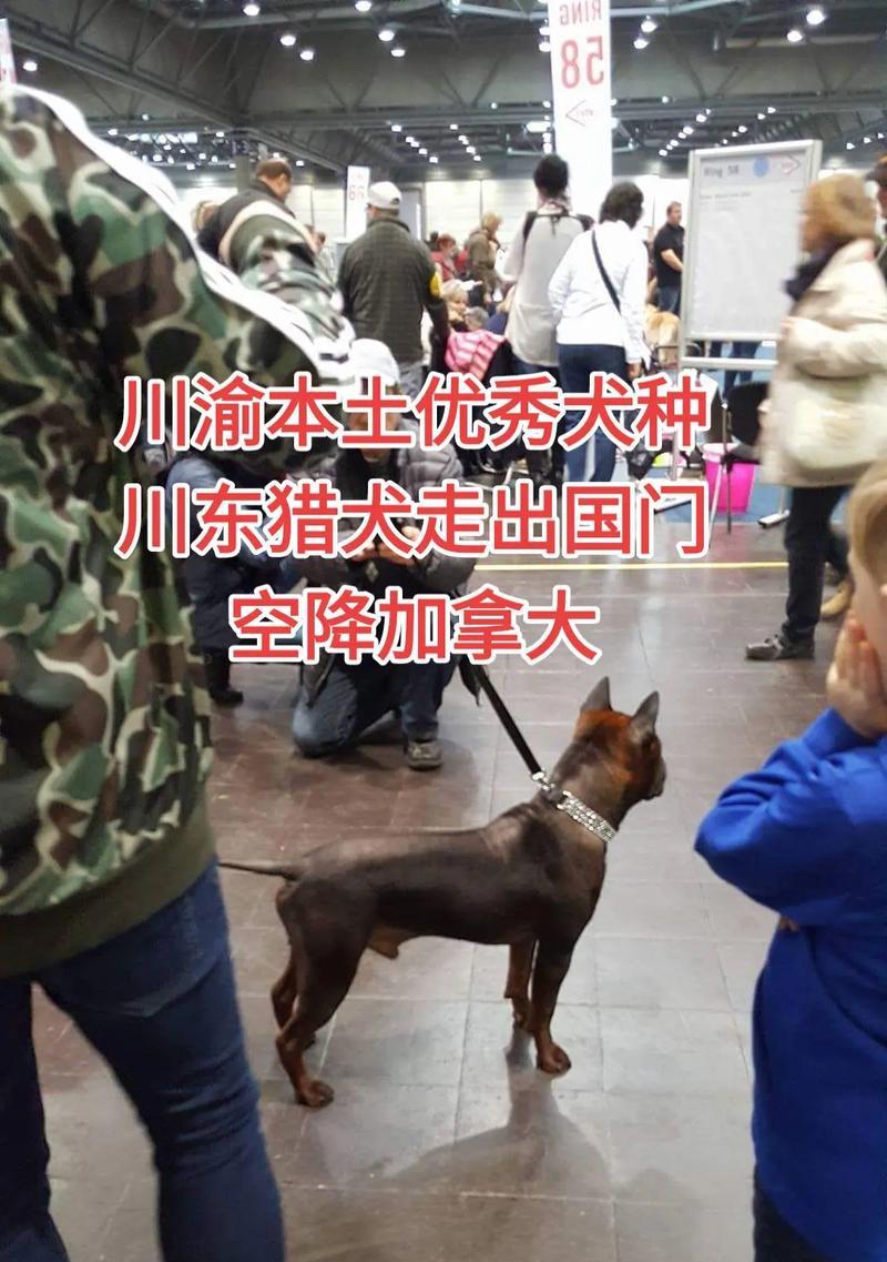 如何带宠物狗狗前往加拿大？（从国内到加拿大的宠物运输指南）