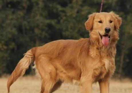 五款帅气漂亮的中型犬品种（中型犬世界的华丽舞台）