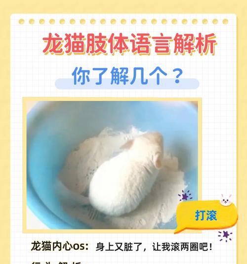 让龙猫乖乖听从你的方法（简单而有效的训练技巧和方法）