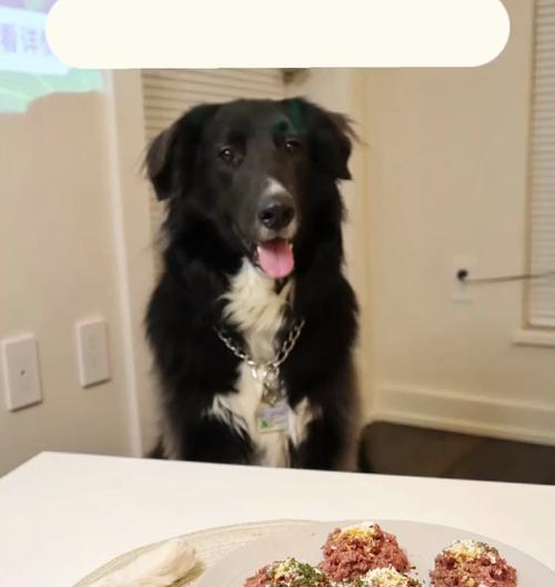 狗狗手术后何时可以进食？（了解手术后的饮食恢复时间和注意事项）
