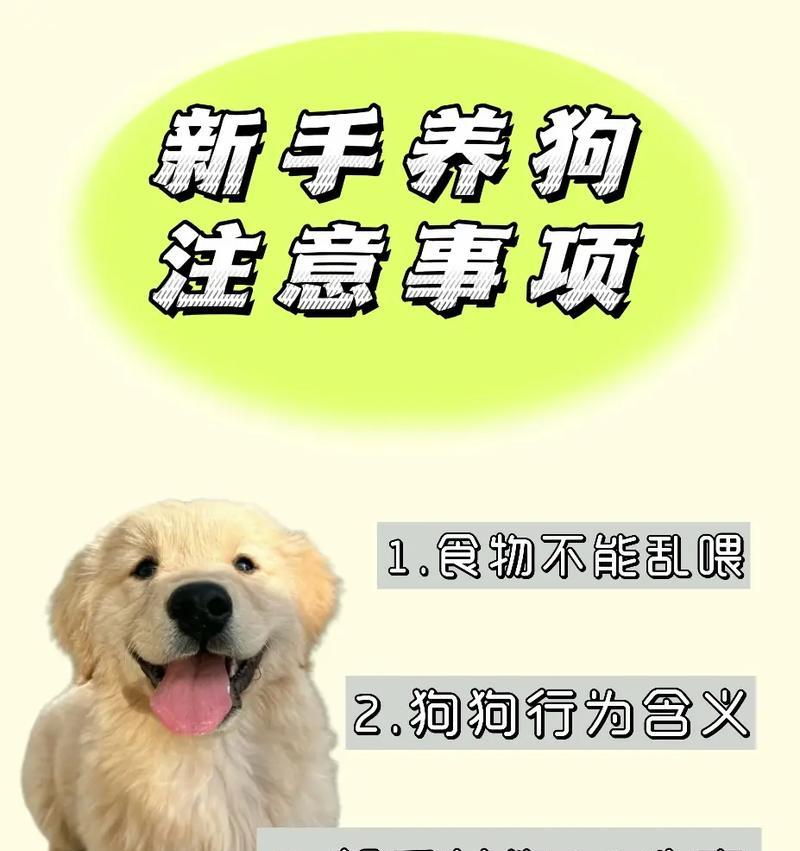 合适时机单独饲养狗狗的最佳时机是什么？