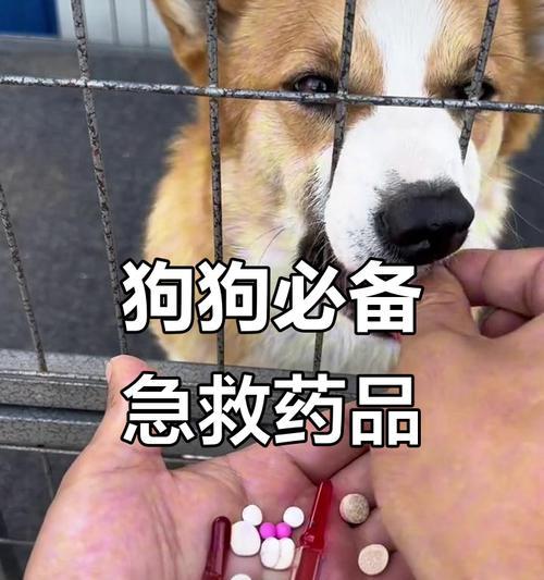 家里必备的狗狗药品及使用指南（保障宠物健康，家庭必备狗狗常备药品清单与使用技巧）
