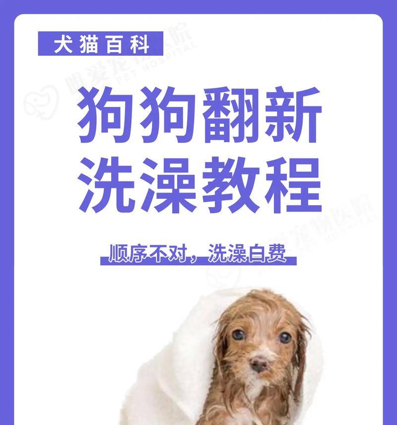 宠物店洗澡能撑多久？（探究宠物店洗澡的持续时间和关键因素）