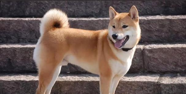 中国本土猎犬（探索中国本土猎犬的多样性与魅力）
