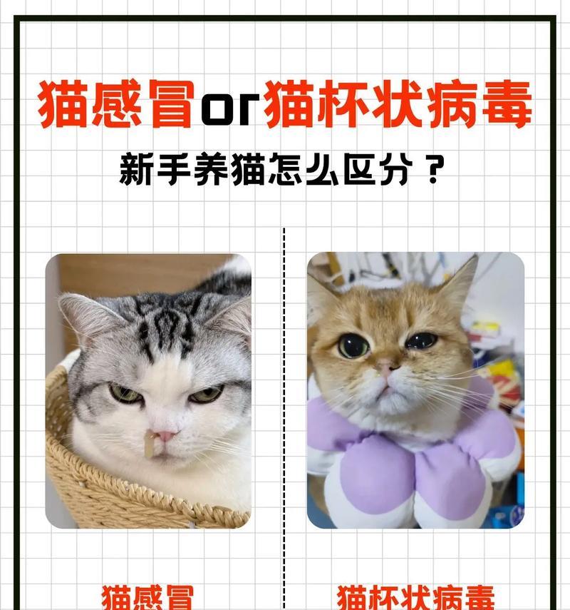 科学抱猫咪的正确方法（兽医教你如何正确地抱起猫咪）