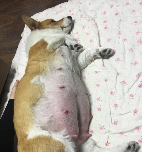 狗配种后多久可以看出肚子？（了解配种后肚子变化的时间节点和体征）
