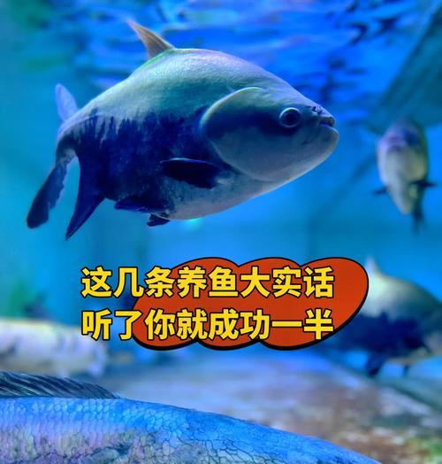 如何正确喂养大银龙鱼？（合理的喂食频率对大银龙鱼健康至关重要）