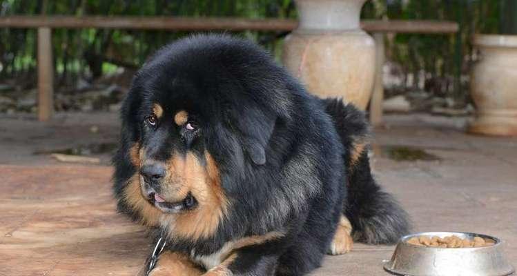 家养大型犬的挑战与乐趣（选择适合家庭的大型犬，享受与其共度的美好时光）
