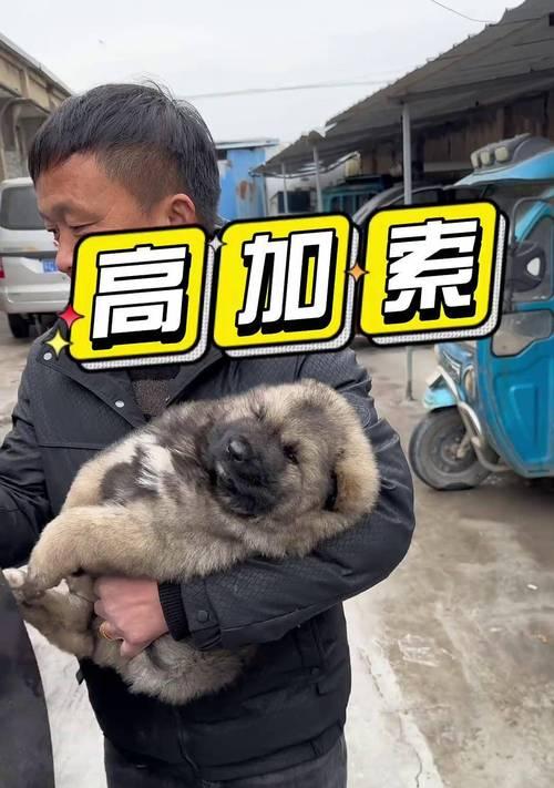 高加索幼犬价格与影响因素（探究高加索犬价格的因素和趋势）