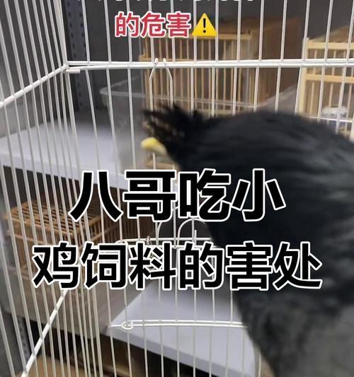 了解小八哥的饮食需求和喂食时间（科学喂食小八哥，关爱宠物健康）