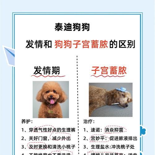 泰迪孕吐的原因及缓解方法（揭秘泰迪妊娠期的普遍困扰，解读宝贝的身体语言与注意事项）