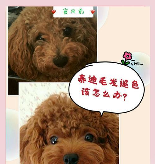 如何给贵宾犬梳毛，让其毛发不打结（掌握这5个知识，轻松解决贵宾犬毛发打结问题）
