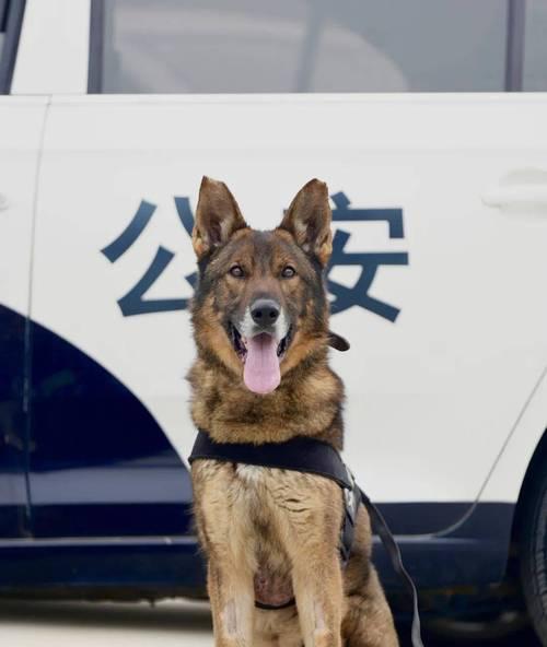 我国国内警犬的品种与发展历程（探寻警犬历史，品味中华警犬文化的卓越成就）