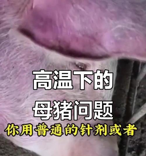母猪猪圈的温度控制（了解合适的母猪猪圈温度，提高养殖效益）